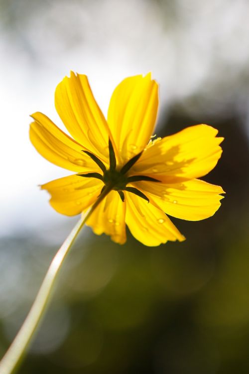 yellow closeup summer