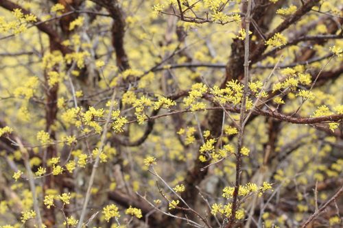 yellow flower cornelian cherry