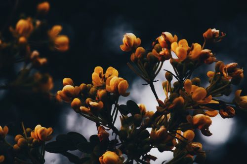 yellow floral flowers