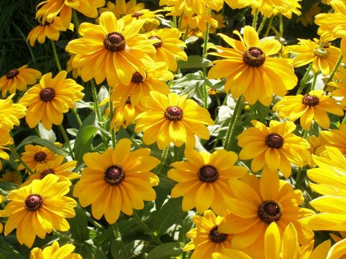 yellow sunflower nature