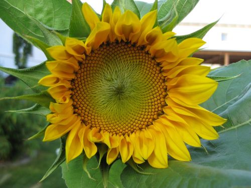 yellow blossom bloom