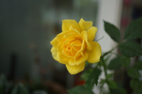 yellow jasmine plant