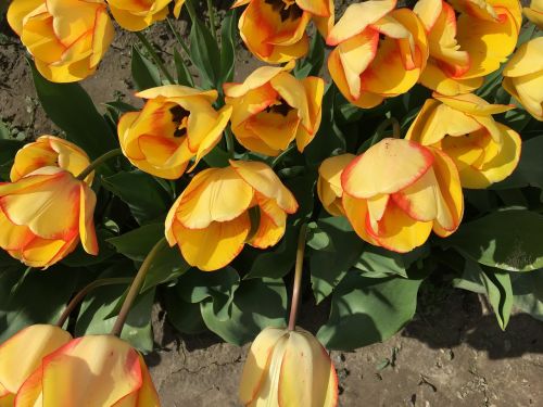 yellow tulips tulip town