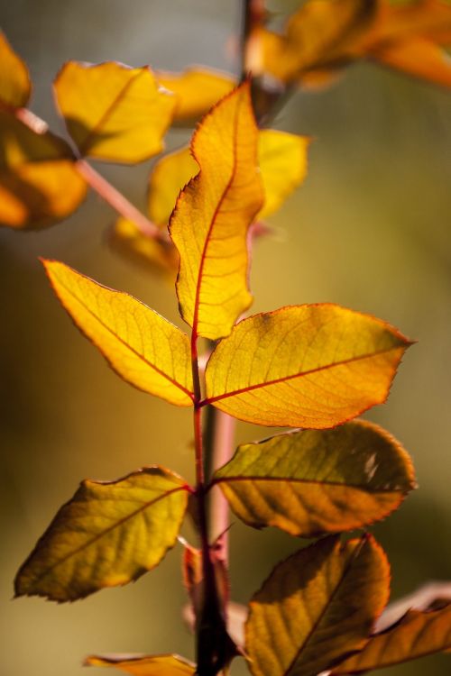 yellow leaves flower picture