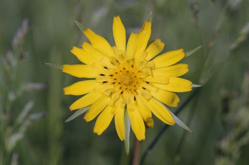 yellow flower sharp