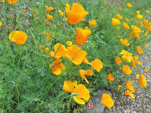 yellow flowers poppy