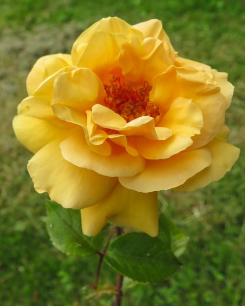 yellow rose joy