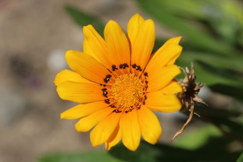 yellow green nature