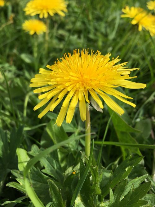 yellow flower natural