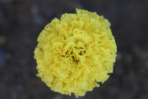 yellow flower nature