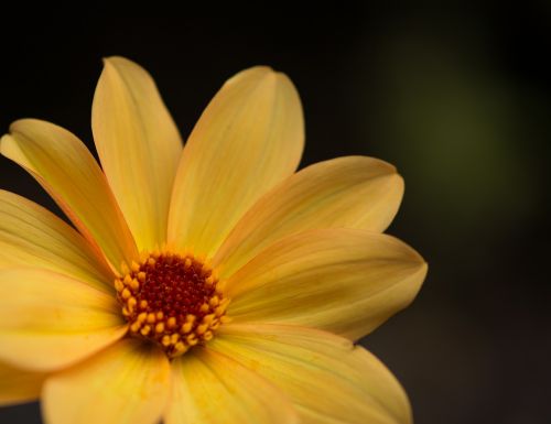 yellow flower summer