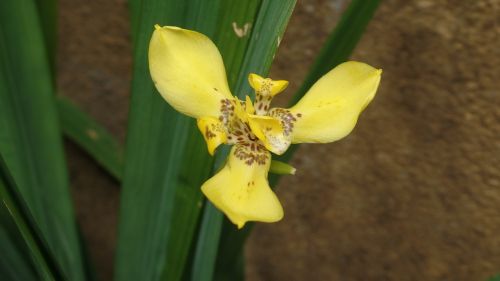 yellow flower garden