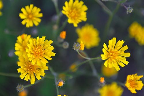 yellow yellow flower meadow