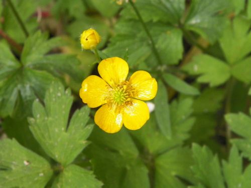 yellow flower green