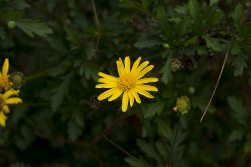 yellow flower bokeh