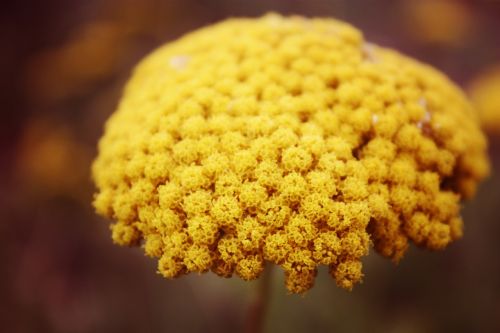 yellow mustard flower