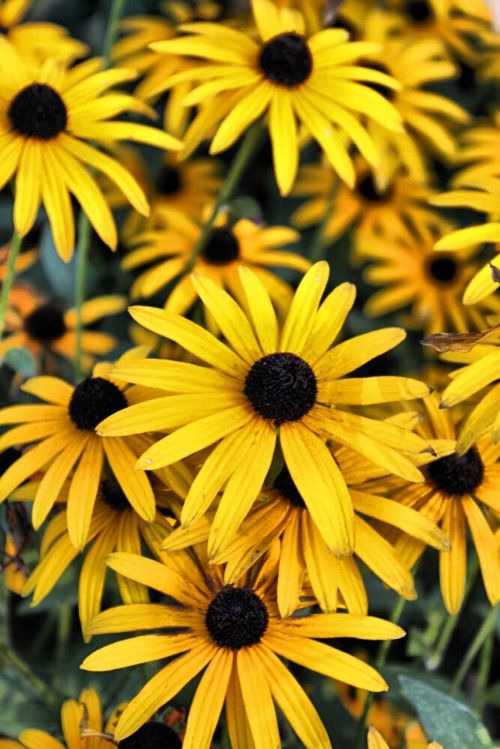 yellow flowers plant