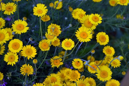 yellow flowers summer