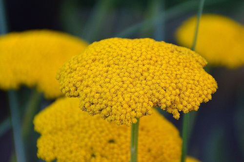 yellow flower flowers