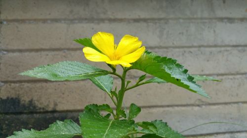 yellow flower wall