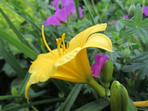yellow plant flower