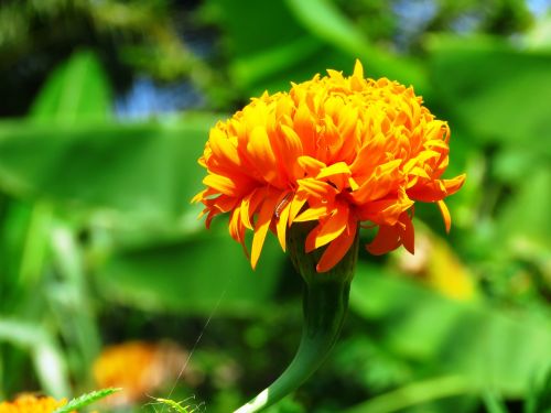 yellow flower fresh