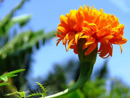 yellow flower fresh