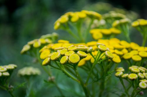 yellow flower outside