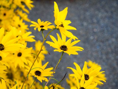 yellow petals flowers