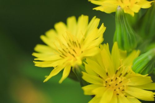 yellow petals bloom