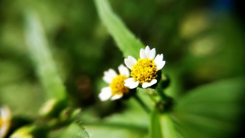 yellow flowers green