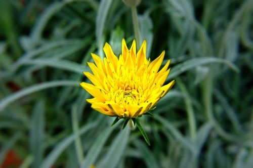 yellow petal flower