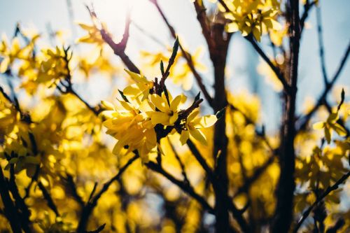 yellow flower trees