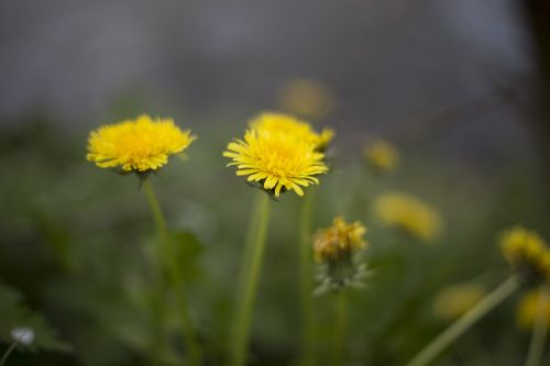 yellow petal flower