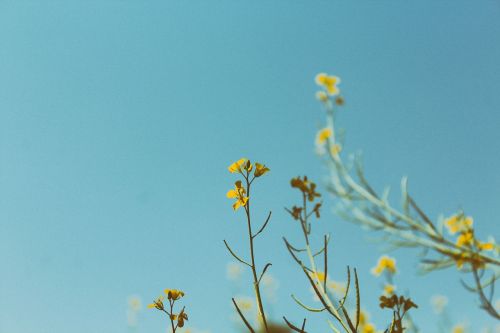 yellow flowers grass