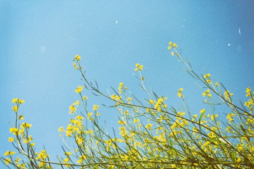 yellow flowers grass