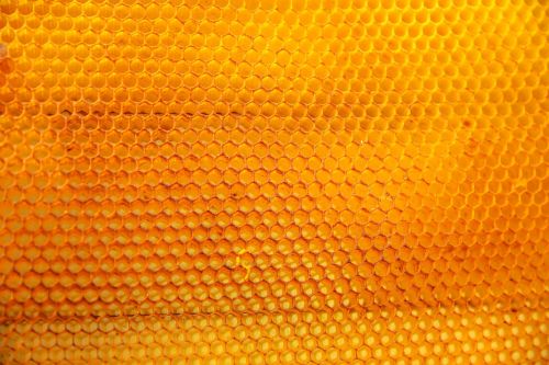 yellow nature bees