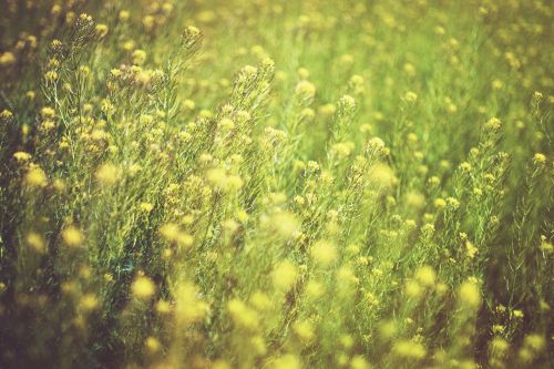 yellow green flowers