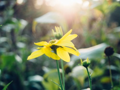 yellow petal flower