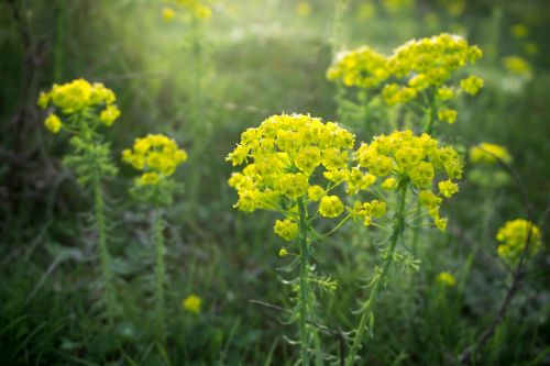 yellow petal flower