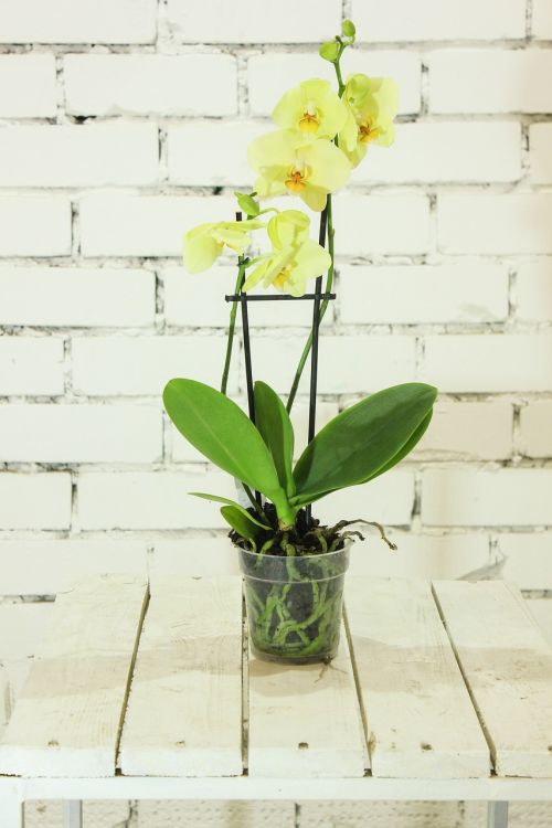 yellow flower orchid