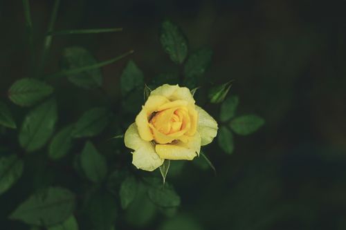 yellow petal rose