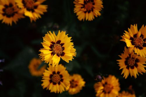 yellow petal flower