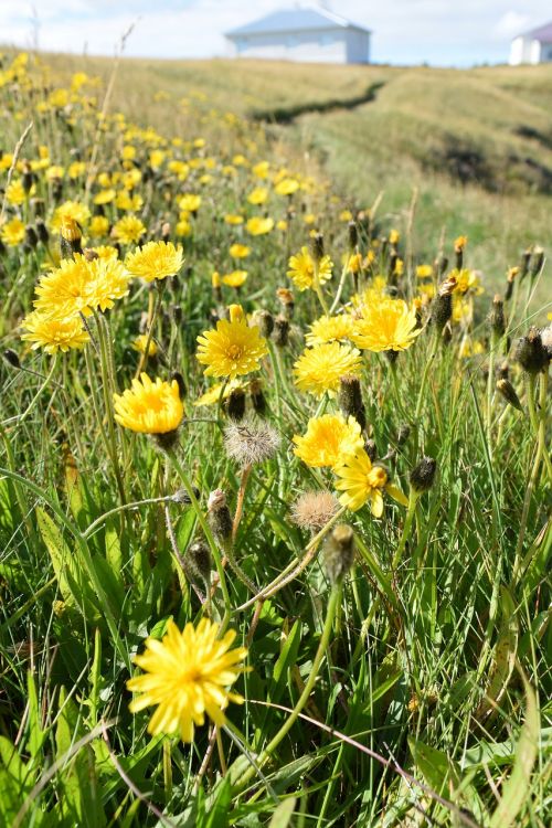 yellow flowers grass
