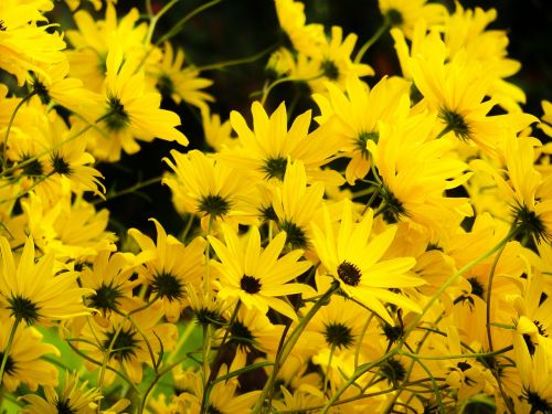 yellow flowers garden