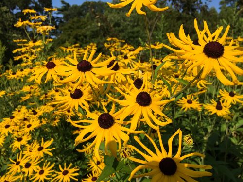 yellow flowers garden