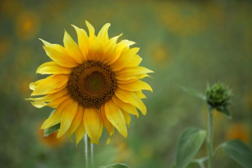 yellow sunflower garden