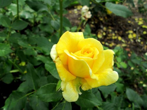 yellow yellow rose ros