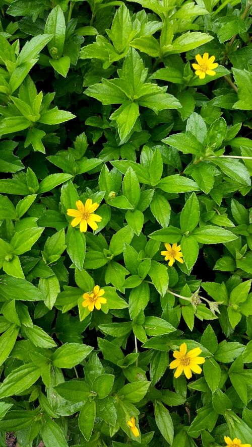 yellow green flora