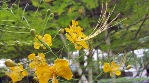 yellow flora nature